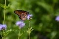 Profile of Butterfly on purple flower in desert field Royalty Free Stock Photo