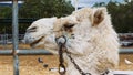 Profile of Camel Animal Head