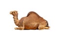 Profile Camel Isolated on White Royalty Free Stock Photo