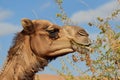 profile of a camel with a mouthful of thorny desert plant Royalty Free Stock Photo