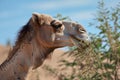profile of a camel with a mouthful of thorny desert plant Royalty Free Stock Photo