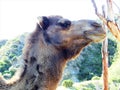 Profile of Camel Royalty Free Stock Photo