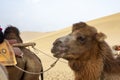 Profile of camel at Singing Sand Mountain, Taklamakan Desert, D