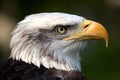 Profile of a Canadian Bald Eagle