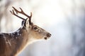 profile of a caribou with breath visible in cold air