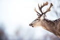 profile of a caribou with breath visible in cold air