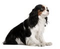 Profile of Cavalier King Charles Spaniel, sitting Royalty Free Stock Photo