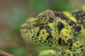 Profile of chameleon
