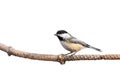 Profile of a chickadee perched on pine branch