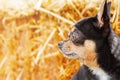 Profile of a chihuahua dog on a straw background. Dog of a small breed tricolor black brown white