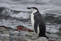 Profile of an chinstrap penguin in Antarctica Royalty Free Stock Photo