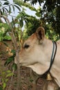 Profile Close up from a funny light brown white beef calf