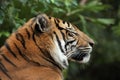 Profile close up of majestic tiger`s face Royalty Free Stock Photo