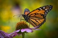 Profile close up of a monarch butterfly on an echinacea flower against a colorful blurred background Royalty Free Stock Photo