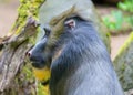 Profile Close-up view of a male Mandrill