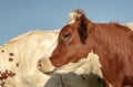 Profile close up of a young red and white cow, with cowlick, and a blue background. Royalty Free Stock Photo