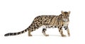 Profile of a Clouded leopard, Neofelis nebulosa, walking