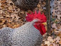 Profile of a cock, Rooster, from a Texas farm