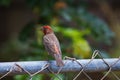Profile of a colorful redheaded house finch.