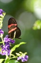 Profile of a Common Postman Butterfly on Purple Flowers Royalty Free Stock Photo