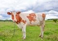 Profile of cow on the background of bright green field. Funny cow on cow farm. Young red and white spotted calf staring at the cam Royalty Free Stock Photo