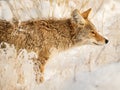 Coyote Profile, Standing in a Snowy Field