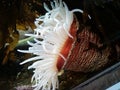 Profile of Deep Sea Creature