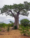 Profile of the crown and trunk of Baobab growing in the African savanna
