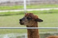 Profile of cute Alpaca peering over metal fence Royalty Free Stock Photo