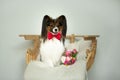 Profile of Cute little papillon dog with a mixed flowers bouquet. Toy continental spaniel dog is lying on a wooden chair Royalty Free Stock Photo