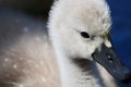 A profile of a cygnet, baby mute swan. Royalty Free Stock Photo