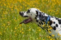 Profile Dalmatian Royalty Free Stock Photo