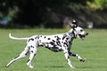 Profile of a dalmatian dog running in field Royalty Free Stock Photo