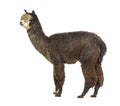 Profile of a Dark rose grey alpaca - Lama pacos Royalty Free Stock Photo