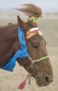 Profile of a decorated horse racing in Naadam Festival in Gobi Desert, Mongolia