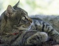 Profile portrait of domestic cat