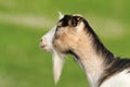 Profile of domestic goat