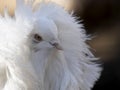 Profile of a Dove