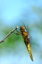 Profile of a dragonfly Royalty Free Stock Photo