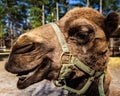 A profile of a dromedary camel at an exotic wildlife rescue and rehabilitation zoo.