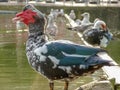 profile duck on a city garden lake Royalty Free Stock Photo