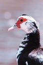Profile duck in a river of Pontevedra. Royalty Free Stock Photo