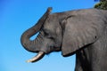 A profile of an elephant head Royalty Free Stock Photo