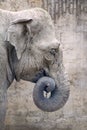 Profile elephant Portrait with a rolled elephant trunk on old wall background. Royalty Free Stock Photo