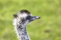 Profile of an Emu Bird Royalty Free Stock Photo