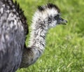 Profile of an Emu Bird Royalty Free Stock Photo