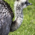 Profile of an Emu Bird Royalty Free Stock Photo