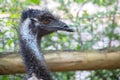 Profile Of An Emu Royalty Free Stock Photo