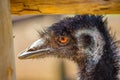 A Profile of an Emu with Patchy Feathers Royalty Free Stock Photo