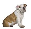 Profile of English Bulldog puppy, sitting Royalty Free Stock Photo